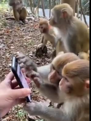 స్మార్ట్ ఫోన్ చూస్తున్న కోతుల వీడియో వైరల్!