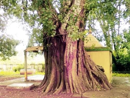 రావి చెట్టు వలన కలుగు ఫలితములు!