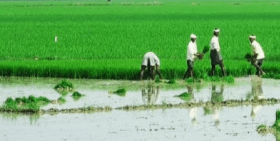 ఏరువాక పౌర్ణమి విశిష్టత!