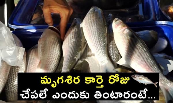 మృగశిర కార్తె ప్రాముఖ్యత!