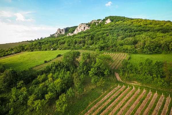 Summer in the Countryside