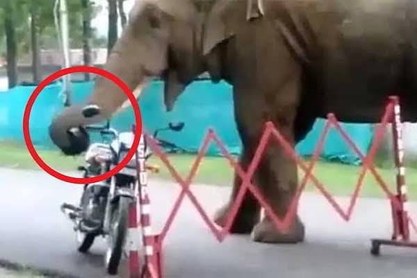 బైక్ హెల్మెట్ మింగేసిన గజరాజు!